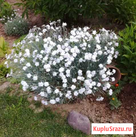 Гвоздика Шабо Семена Долгопрудный - изображение 1