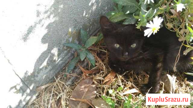 Котенок кошечка Каневская - изображение 1