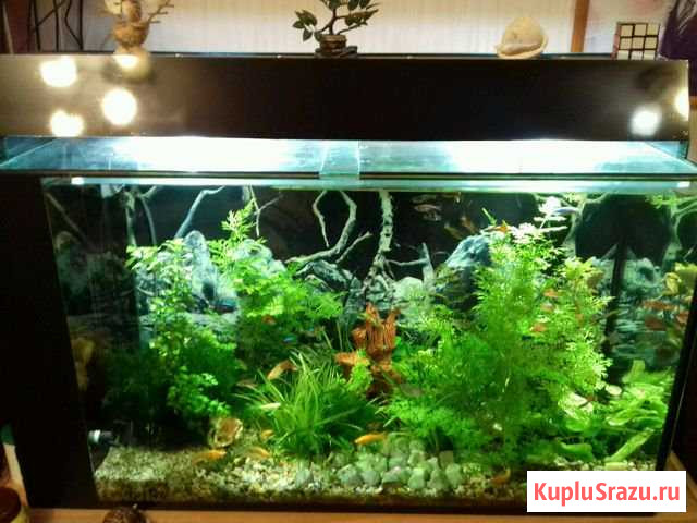 Аквариум Набережные Челны - изображение 1