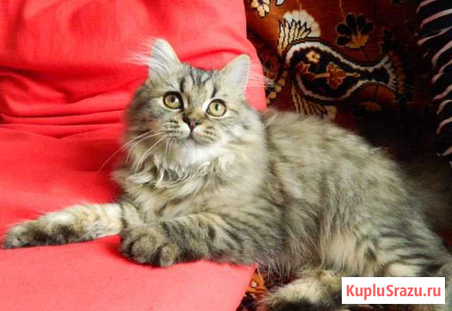 Шотландский котенок Петергоф - изображение 1