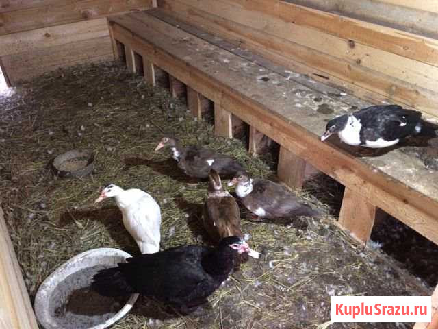 Утки курицы Билимбай - изображение 1