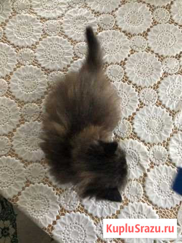 Котенок в добрые руки Златоуст - изображение 1