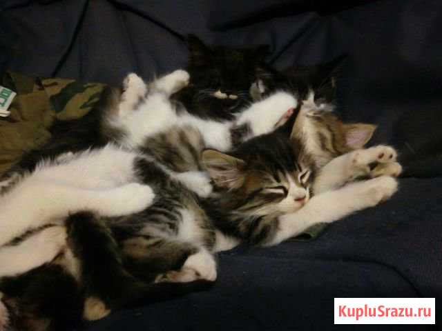 Котята Апшеронск - изображение 1