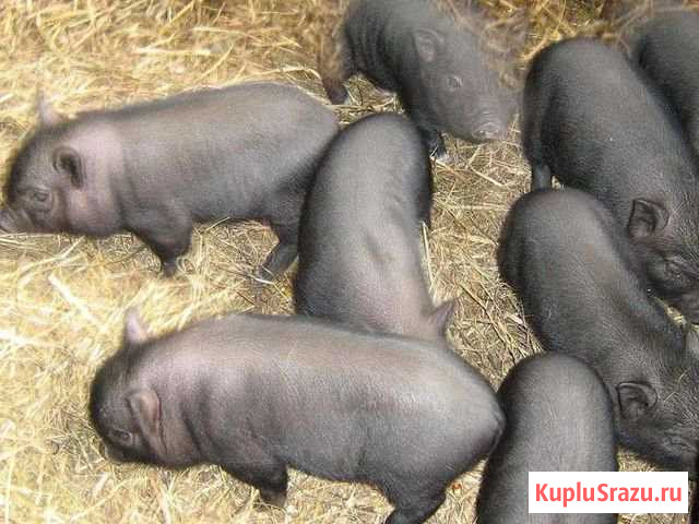 Вьетнамские вислобрюхие прросята Константиновская - изображение 1