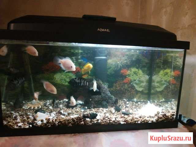 Аквариум aquael Classic PAP 60 прямой (54л) Березовский - изображение 1