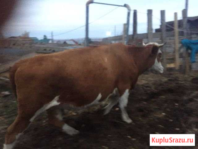 Корова Магнитогорск - изображение 1