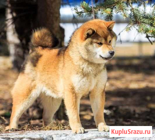 Щенки сиба предлагаются к резерву Дзержинск - изображение 1