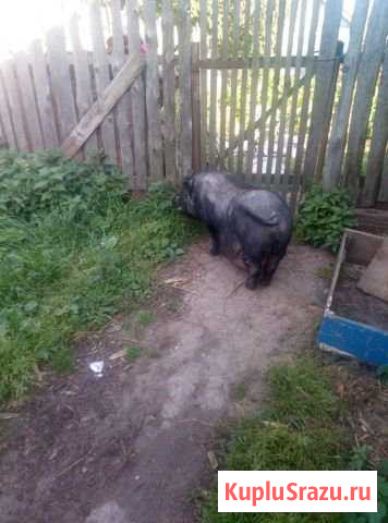 Вьетнамский вислобрюхий хряк Сосновское - изображение 1