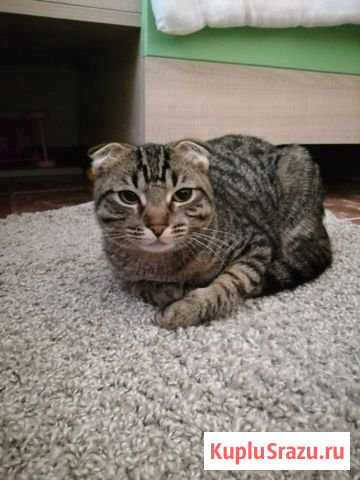 Британец или шотландец, точно не знаю Зеленоград - изображение 1