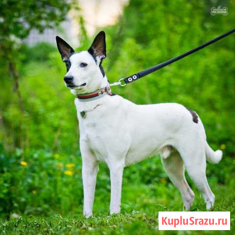 Собака в добрые руки. Батончик энергетический Коммунарка - изображение 1