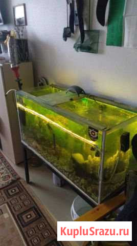 Продам аквариум на 200л вместе с рыбками количеств Красногорск - изображение 1