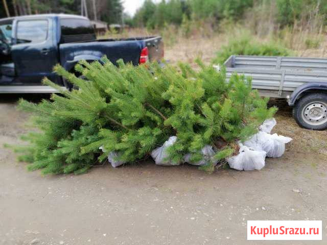 Продаю саженцы Сосны обыкновенной, ели Дубна - изображение 1