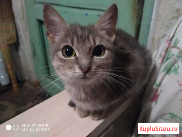 Кошечка крысоловка, 4мес, в добрые руки без оплаты Сочи - изображение 1