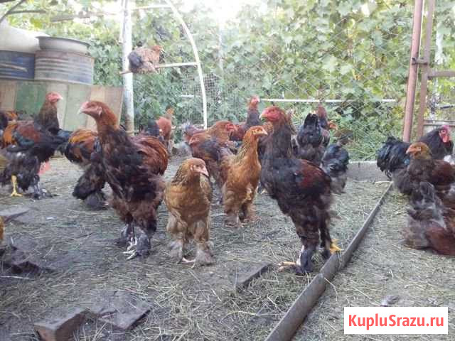 Продаются петушки брама Тихорецк - изображение 1