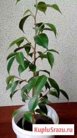 Фикус Бенджамина Новороссийск
