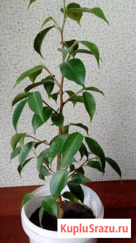 Фикус Бенджамина Новороссийск - изображение 1