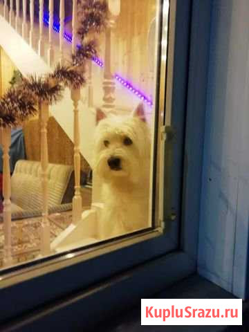 Кобель вестика для вязки Балашиха - изображение 1