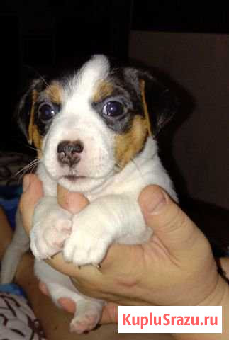 Милашки-Очаровашки Троицк - изображение 1