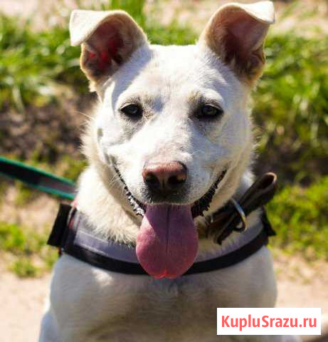 Метис в добрые руки Сергиев Посад - изображение 1