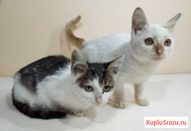 Ласковые мурлыки в руки-почесушки Мосрентген - изображение 1