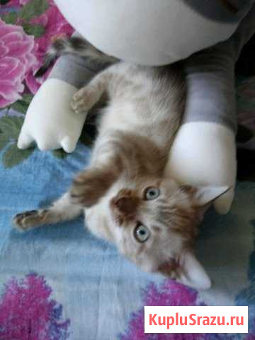 Кошечка Балашиха - изображение 1