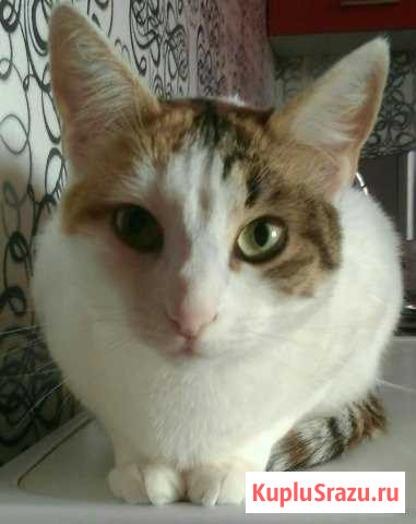 Кошечка Лана Мосрентген - изображение 1