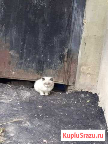 Сиамский котёночек Клин - изображение 1