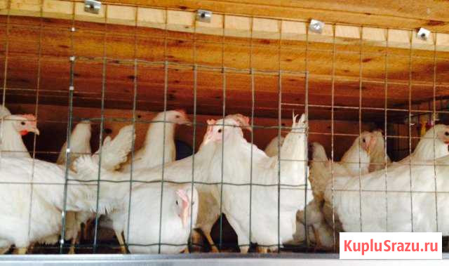 Куры несушки в деревне Хохлово Клин - изображение 1