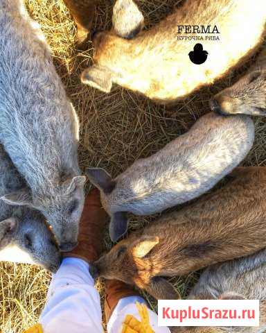 Поросята венгерская пуховая мангалица Серпухов - изображение 1