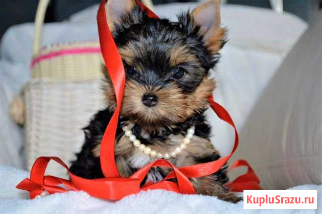 Щенки Кронштадт - изображение 1