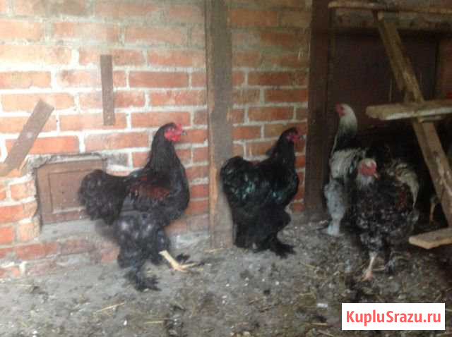 Петушки Ленинградская - изображение 1