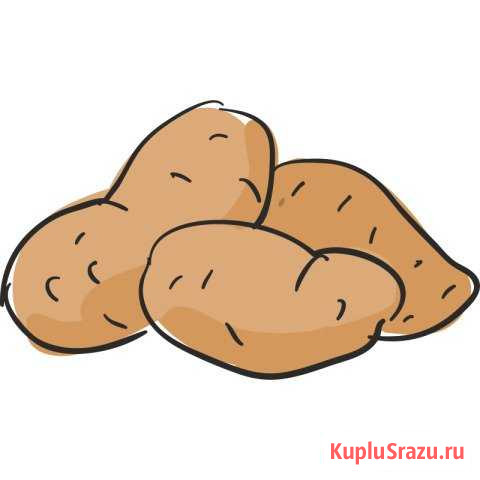 Картофель Зарайск - изображение 1