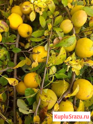 Живое варенье хеномелес Орехово-Зуево - изображение 1