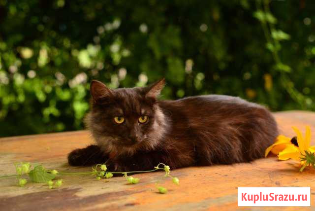 Котик Ногинск - изображение 1