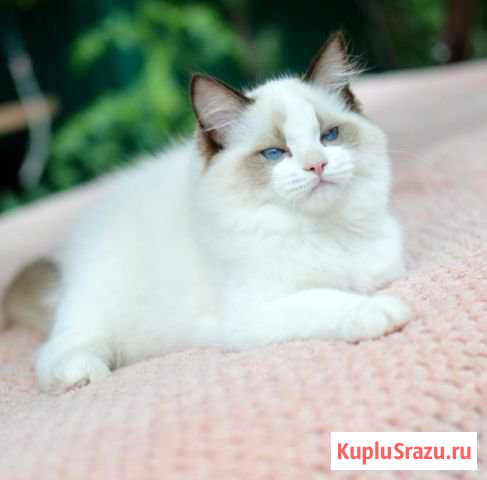 Обаятельные малыши Ragdoll Красногорск - изображение 1