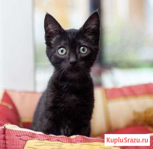 Котенок в добрые руки Истра - изображение 1