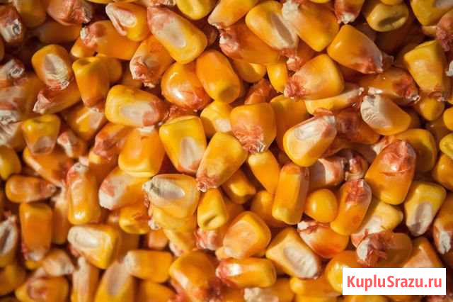 Кукуруза урожай 2019 Кропоткин - изображение 1