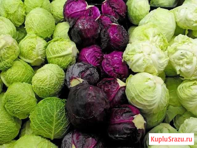 Капуста домашняя Егорьевск - изображение 1