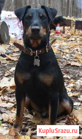 Ягдтерьер (Вязка) Лыткарино - изображение 1