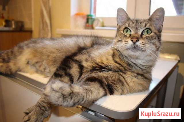 Изумрудная - Лира Дмитров - изображение 1