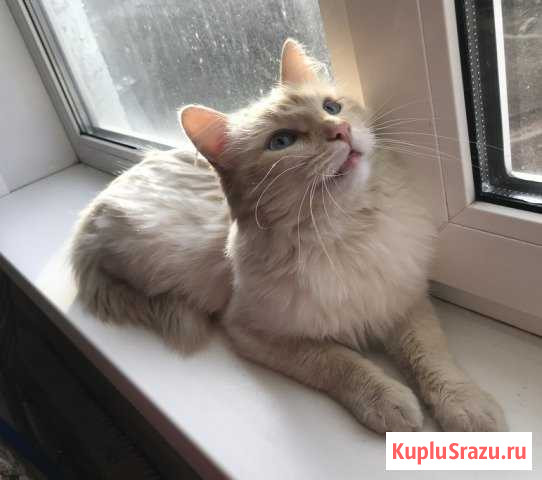 Белый Ангел с персиковым пойнт окрасом Дмитров - изображение 1