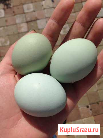 Инкубационное Яйцо Ухейилюй Кокошкино - изображение 1