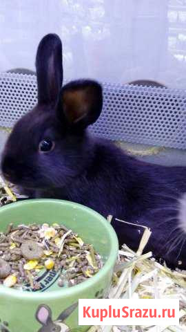 Кролик Санкт-Петербург - изображение 1