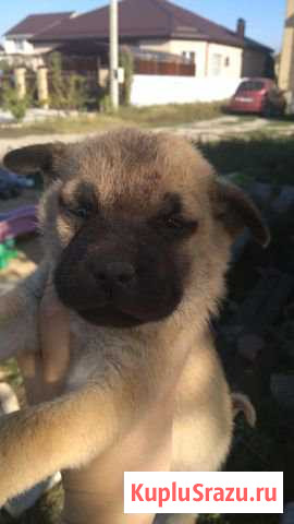 Щенки Анапа - изображение 1