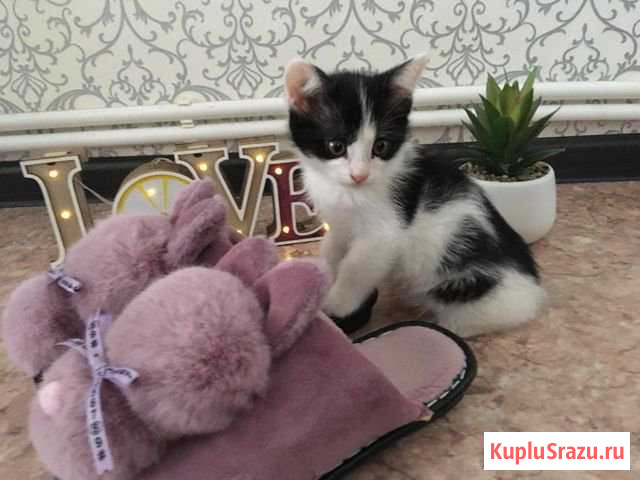 Котенок Менделеевск - изображение 1