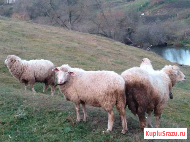 Овцы и бараны Новошешминск - изображение 1