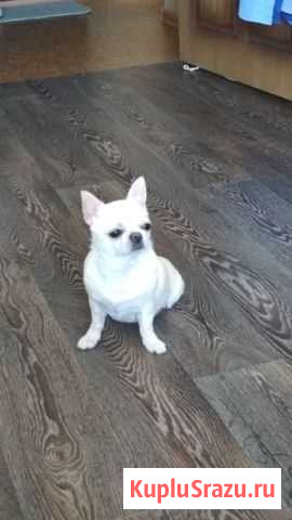 Вязка чихуахуа has 1,5 года Мытищи - изображение 1
