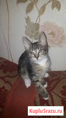 Котята в добрые руки Волоколамск - изображение 1