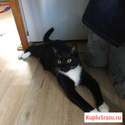 Шикарный молодой котик ищет дом Ступино - изображение 1