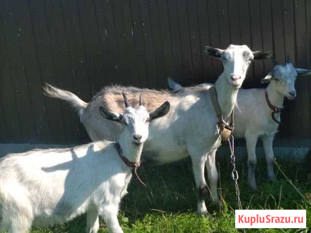 Коза дойная Речицы - изображение 1
